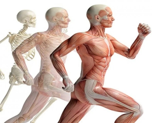 Human body running