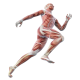 Running Human Body muscles